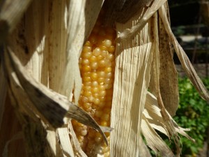 Mazorca de maíz