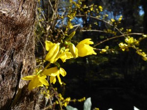 Vecino de la palmera